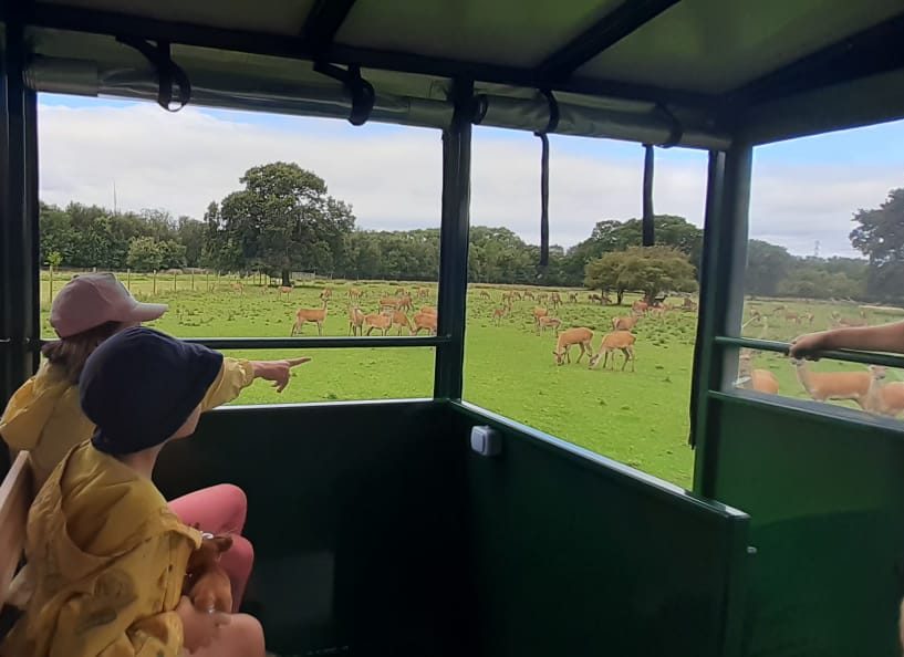 Two children pointing at a field with deer from a safari vehicle.